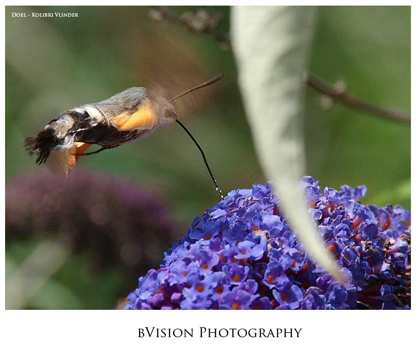 bVision Photography