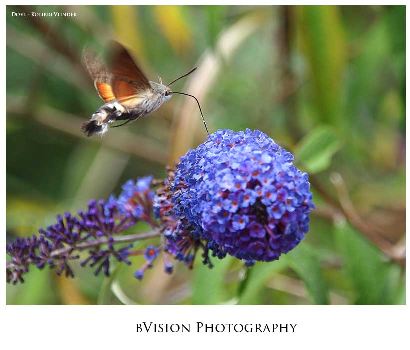 bVision Photography