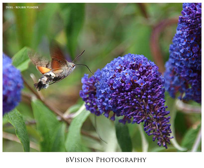 bVision Photography
