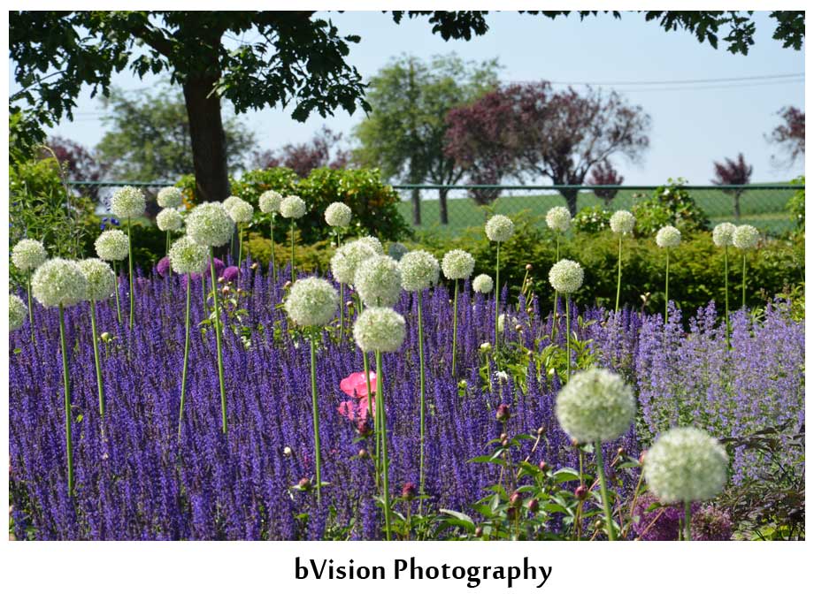 bVision Photography