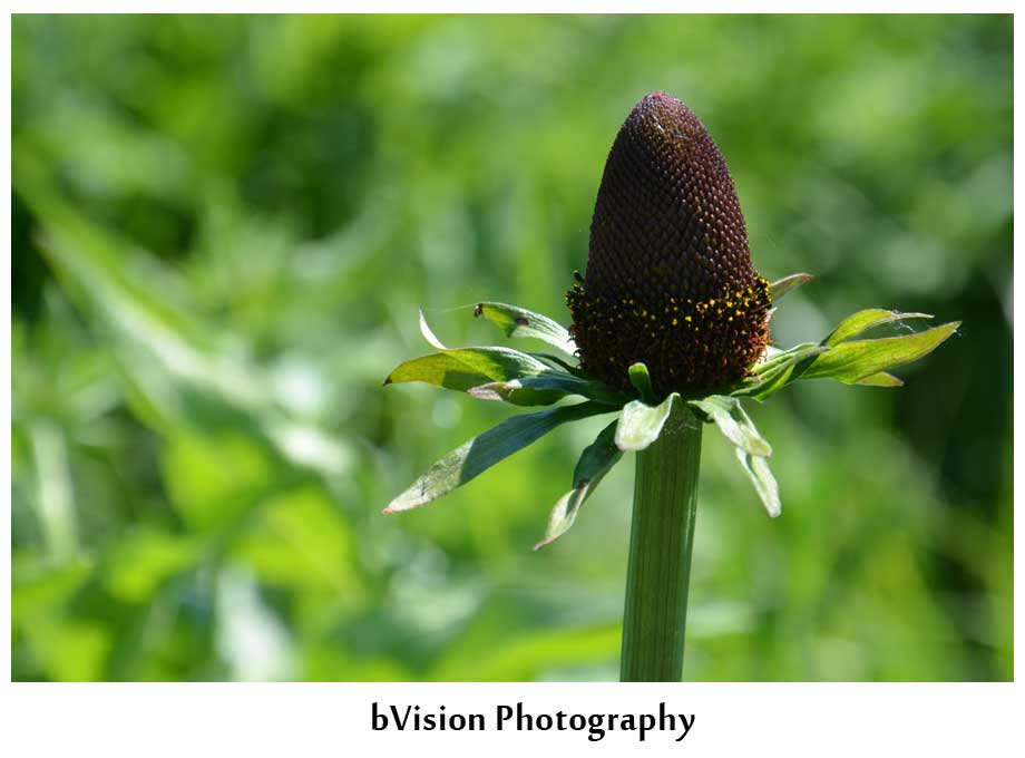bVision Photography