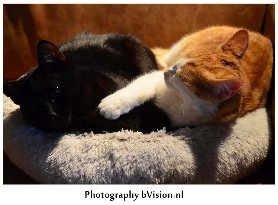 bVision Photography