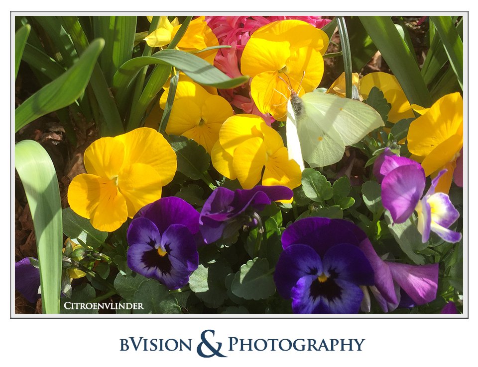 bVision & Photography